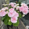 Pelargonium 'TA Anasteisha' - Pelargoon 'TA Anasteisha' P9/0,55L